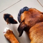 Foto de Jugador